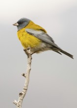 Grey-hooded Sierra Finch (Phrygilus gayi) male perched on a branch, Santiago Metropolitan, Chile