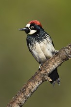 Acorn Woodpecker (Melanerpes formicivorus), Arizona, USA