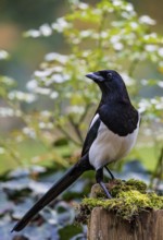 Eurasian Magpie (Pica pica), Bavaria, Germany