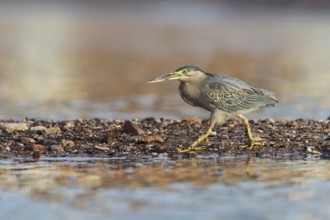 Striated Heron (Butorides striata), Eilat, Israel