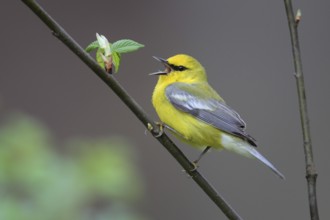 Blue-winged Warbler (Vermivora cyanoptera) singing, West Virginia, USA