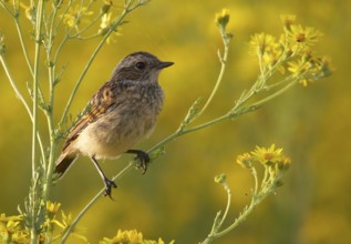 Whinchat (Saxicola rubetra) juvenile, Mecklenburg-Western, Pomerania, Germany