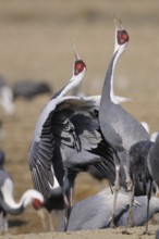 White-naped Crane (Antigone vipio) calling, Arasaki, Japan