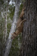 Fossa (Cryptoprocta ferrox) in the dry forests of the Kirindy Forest in western Madagascar
