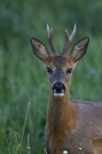 Roe deer (Capreolus capreolus) adult male buck animal head portrait, Suffolk, England, United