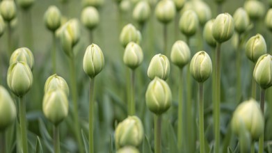 A serene image capturing uniform rows of green tulip buds (Tulipa) poised to bloom against a lush