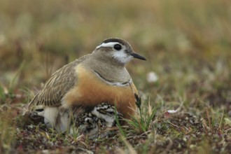 Eurasian Dotterel (Charadrius morinellus) with chicks, Dalarna, Sweden