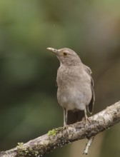 Ecuadorian Thrush (Turdus maculirostris), Santo Domingo, Ecuador