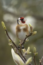 European goldfinch (Carduelis carduelis) adult bird singing in a flowering garden Magnolia tree in