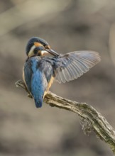 Kingfisher (Alcedo atthis) sitting on an old branch, perch with outstretched wings during plumage