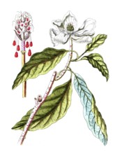 Magnolia glauca, magnolia, digital reproduction of a historical model, between 1790 and 1810