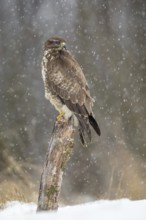 Common Buzzard (Buteo buteo) perched on a stump in snowfall, Poland