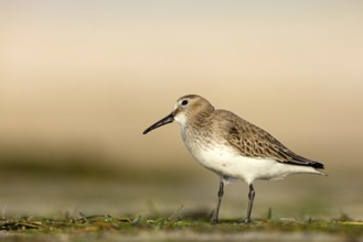 Dunlin, (Calidris alpina), snipe family, snipe, foraging, biotope, habitat, Barr Al Hikman,