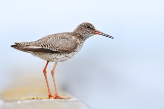 Redshank (Tringa totanus) calling, Schleswig-Holstein, Germany