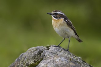 Whinchat (Saxicola rubetra) male, Wales, United Kingdom