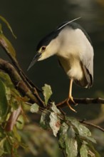 Black-crowned Night Heron (Nycticorax nycticorax) perched on a branch, Sri Lanka