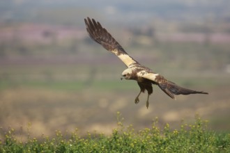 Western Marsh Harrier (Circus aeruginosus) female flying, Spain