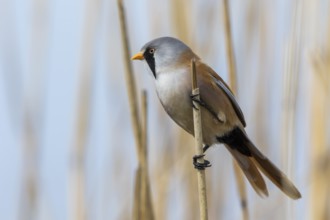 Bearded Reedling (Panurus biarmicus) male perched in reedbed, Mecklenburg-Western, Pomerania,