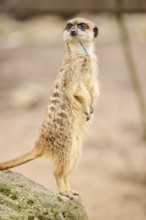 Meerkat (Suricata suricatta) standing on its hind feet, Bavaria, Germany Europe