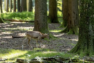 European mouflon (Ovis gmelini musimon), mouflon, young animal, walking through a sun-drenched