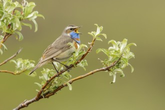 Bluethroat (Luscinia svecica) perched on a branch in Nome, Alaska