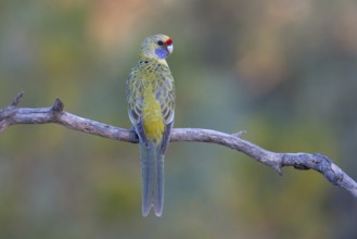 Yellow Rosella (Platycercus elegans flaveolus) male, Victoria, Australia