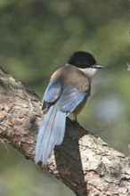Iberian Magpie (Cyanopica cooki), Donana, Spain
