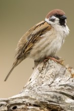 Eurasian Tree Sparrow (Passer montanus) male perched on stump, Romania