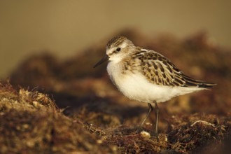 Little Stint (Calidris minuta), Asturias, Spain