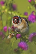 European Goldfinch (Carduelis carduelis), Rhineland-Palatinate, Germany