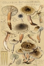 Rhodocollybia butyracea, syn. Collybia butyracea, authentic reproduction of an illustration by Hans