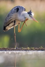 Grey Heron (Ardea cinerea) scratching, Hungary