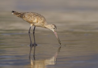Marbled Godwit (Limosa fedoa) - Morro Bay, California