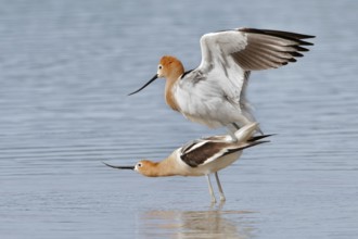 American Avocet (Recurvirostra americana), Arizona, USA
