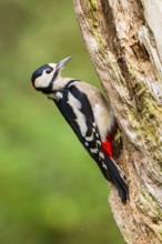 Great spotted woodpecker (Dendrocopos major) sitting on an old wrotten tree trunk in late summer,