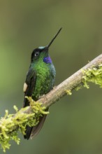 Buff-winged Starfrontlet (Coeligena lutetiae) perched on a branch in Colombia, South America