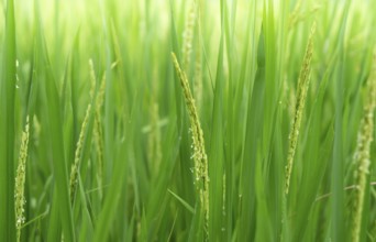 Close-up of vibrant green rice stalks with delicate grains and blooms