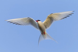 Arctic Arctic Tern, (Sterna paradisaea), animals, birds, subspecies of the tern family, flight