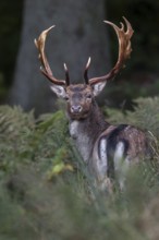 The fallow deer (Dama dama) looks in my direction with interest, autumn, rut, fallow deer rut,