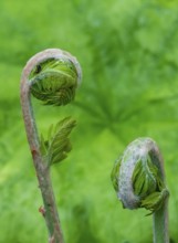 Young shoot, curled leaves of a fern frond, Netherlands