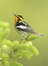 Blackburnian Warbler (Setophaga fusca), Canada
