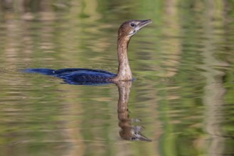 Animals, birds, Pygmy Cormorant, (Phalacrocorax pygmeus), biotope, habitat, swims in water,