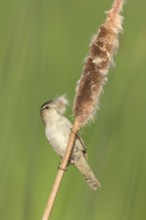Marsh Wren (Cistothorus palustris) with nesting material from cattail in beak, British Columbia,