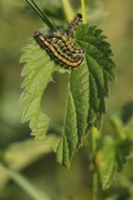 Caterpillar, Small tortoiseshell, (Aglais urticae), Butterfly, Butterfly, Lepidoptera, Insect,