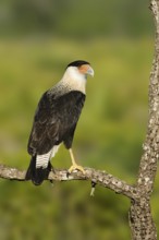 Northern Crested Caracara (Caracara cheriway), Texas, USA