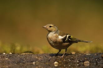 Common Chaffinch (Fringilla coelebs) juvenile male, Utrecht, Netherlands