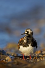 Turnstone, (Arenaria interpres), animals, birds, snipe family, biotope, habitat, foraging,