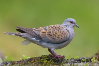 Turtle Dove, (Streptopelia turtur), Animals, Birds, Pigeons, Lesbos Island, Greece, Tiszaalpár -
