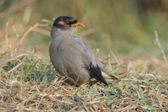 Bank Myna (Acridotheres ginginianus), Keoladeo National Park, India