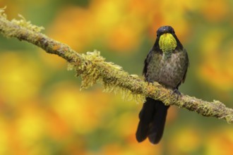 Black-backed Thornbill (Ramphomicron dorsale) perched on a branch in the mountains of Colombia,